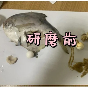 低溫環(huán)境下用冷凍研磨儀對鳊魚肉研磨實驗|保證生物活性
